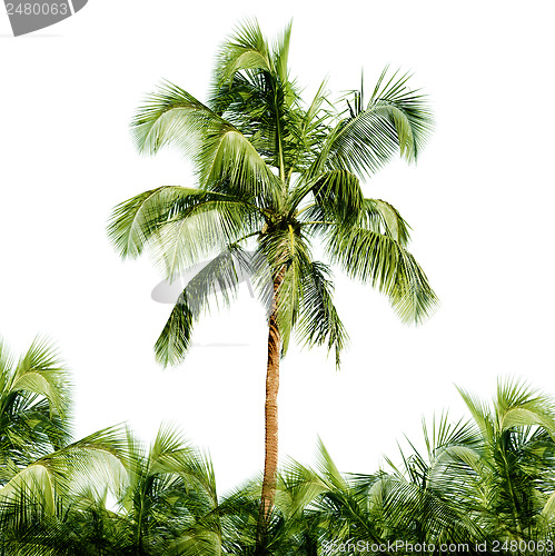 Image of High coconut tree isolated on white background