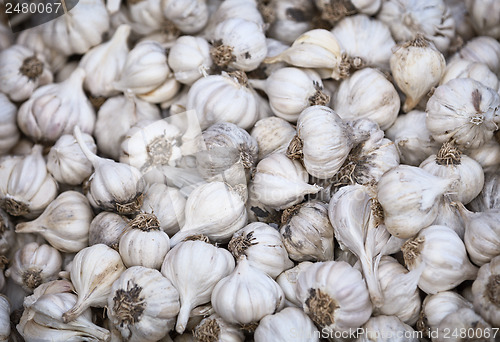 Image of Garlic on the counter of eastern market