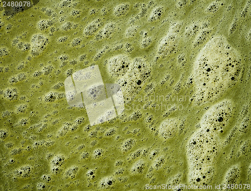 Image of Green scum on the surface of dirty water