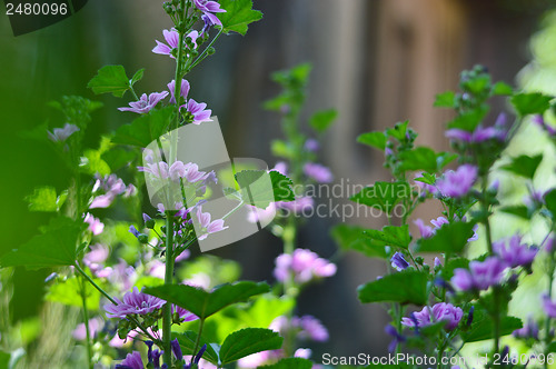 Image of Beautiful Purple Geranium Flower 