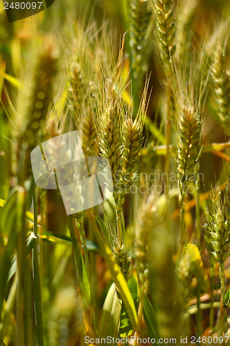 Image of Wheat field