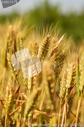 Image of Wheat field