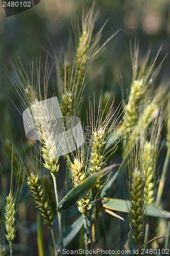 Image of Wheat field