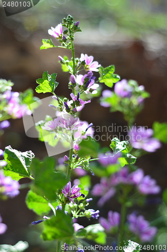 Image of Beautiful Purple Geranium Flower 