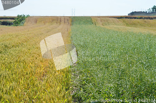 Image of Wheat field