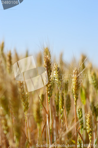 Image of Wheat field