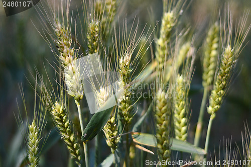 Image of Wheat field