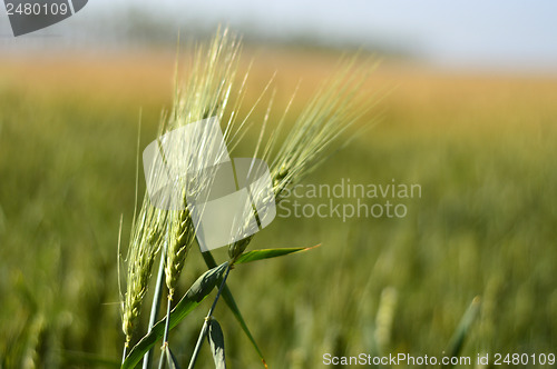 Image of Wheat field