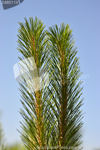 Image of fir tree branch