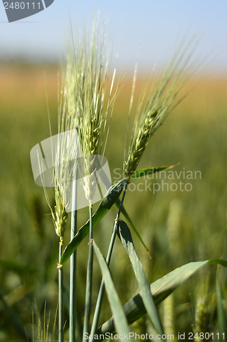 Image of Wheat field