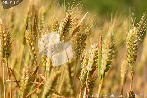 Image of Wheat field