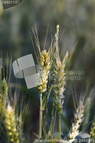 Image of Wheat field