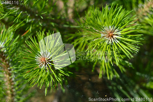 Image of fir tree branch