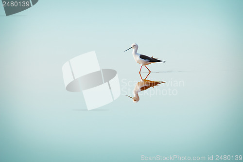 Image of Black-winged Stilt, Common Stilt, or Pied Stilt (Himantopus hima