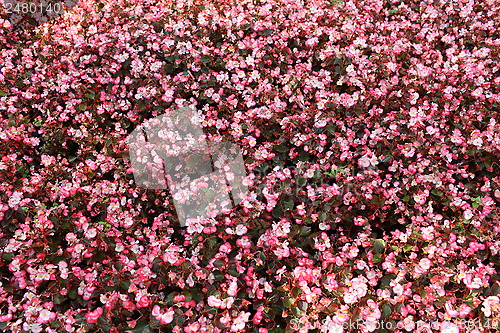 Image of  pink begonia 