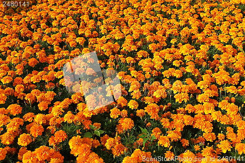 Image of Orange Marigolds