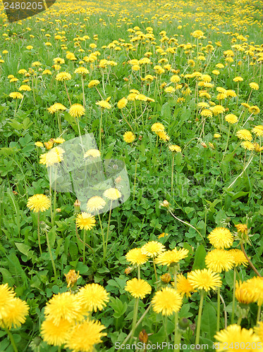 Image of Dandelion