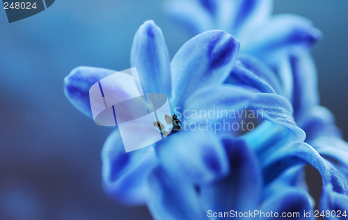 Image of Blue hyasinth