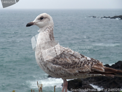 Image of gull near Saint-Malo