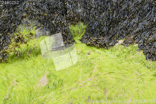 Image of seaweed