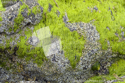 Image of seaweed