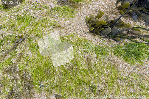 Image of seaweed