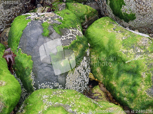 Image of seaweed