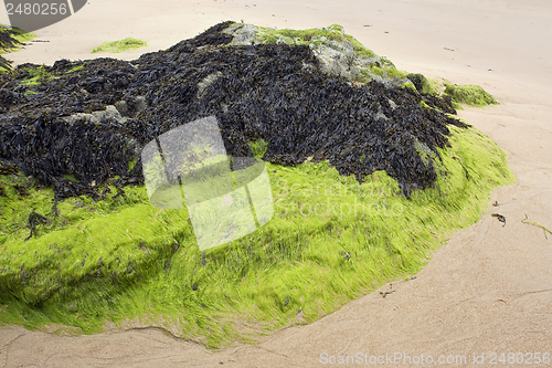Image of seaweed
