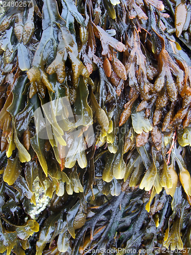 Image of algae vegetation