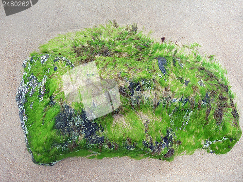 Image of seaweed