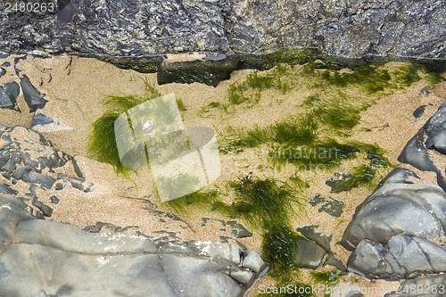 Image of seaweed