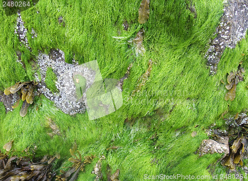 Image of seaweed