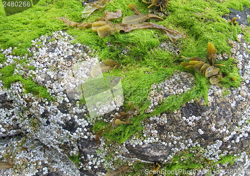 Image of seaweed