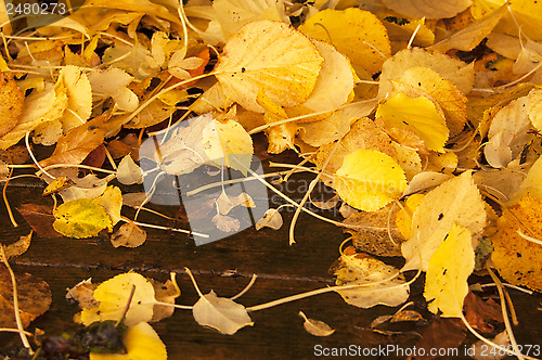 Image of Yellow Hydrangea leaves