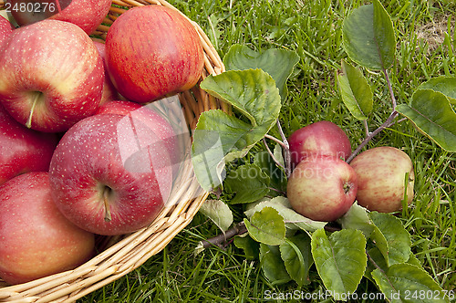 Image of Apples in a basket