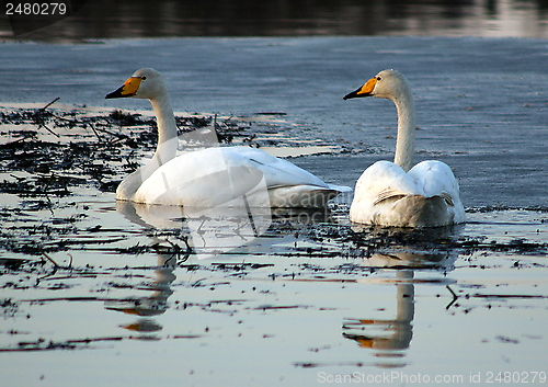 Image of Whooper swan