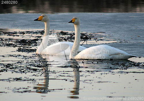 Image of Whooper swan