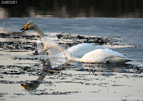 Image of Whooper swan