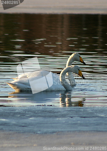 Image of Whooper swan