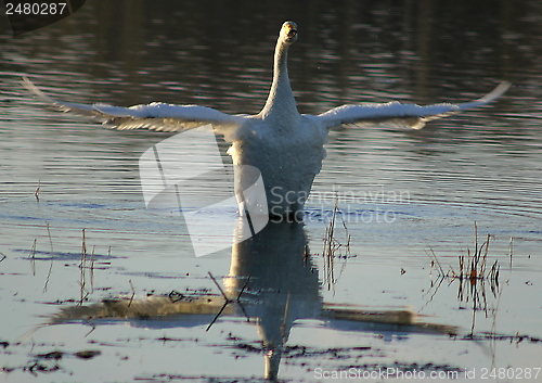 Image of Whooper swan