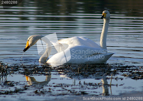 Image of Whooper swan