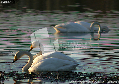 Image of Whooper swan