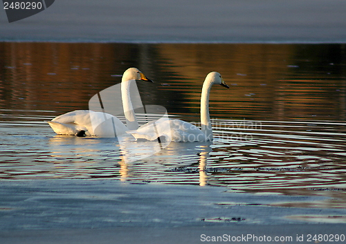 Image of Whooper swan