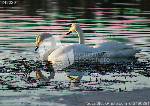 Image of Whooper swan