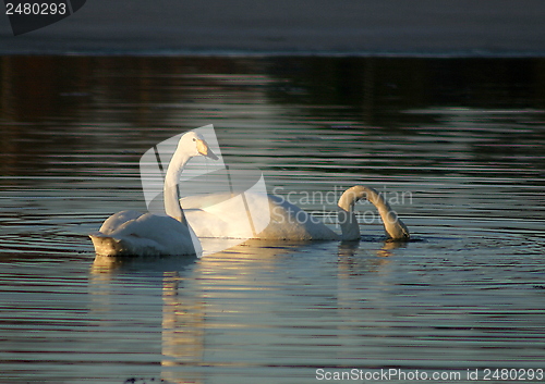 Image of Whooper swan