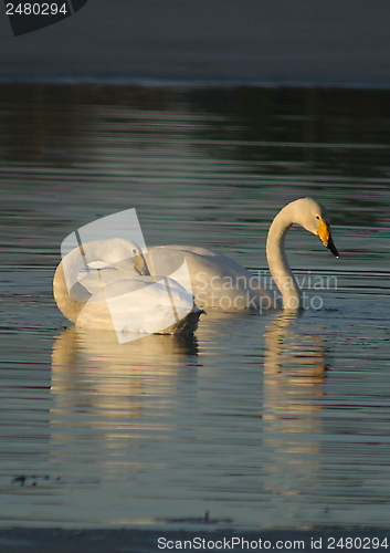 Image of Whooper swan