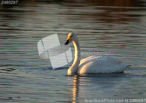 Image of Whooper swan