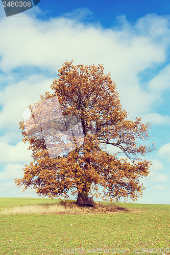 Image of alone orange autumn tree on a green field
