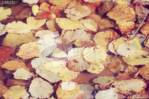 Image of autumn leaves in water
