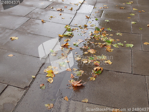 Image of Leaves on pavement